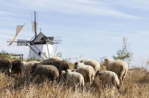Schafbeweidung bei letzter funktionstüchtiger Windmühle Österreichs