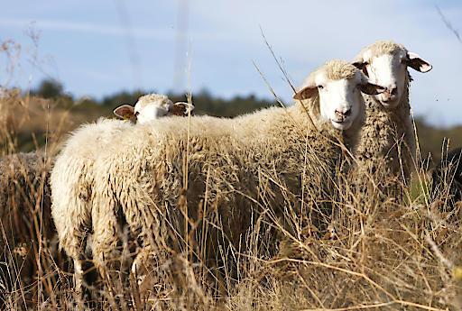 Schafbeweidung in Retz für die Artenvielfalt