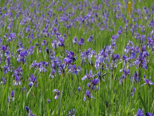 Feuchtwiese mit blau-violetten Blüten der Sibirischen Schwertlilie