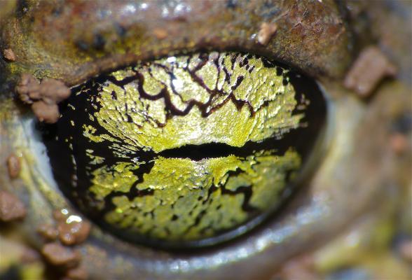 Auge einer Kreuzkröte