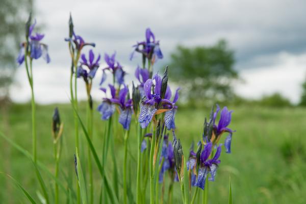 Sibirische Schwertlilie mit violett-blauen Blüten