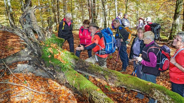 Eine Gruppe von Teilnehmern betrachtet mit dem Nationalpark-Ranger Totholz im Buchenwald
