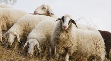 Schafe auf der Weide (c) Günter Linshalm