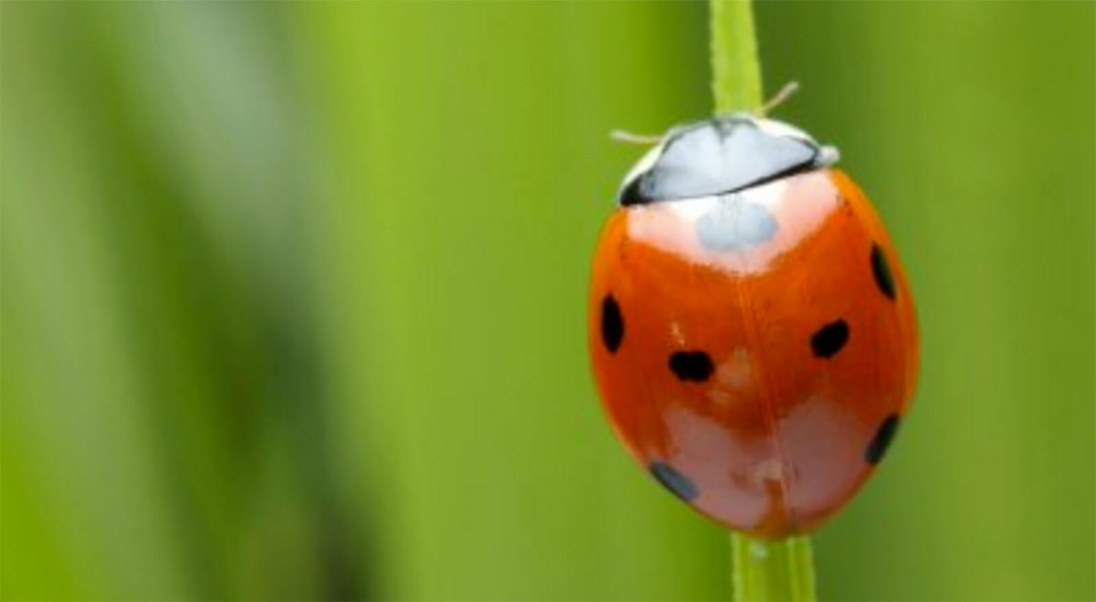 Ein marienkäfer viele punkte hat wie Mit 2