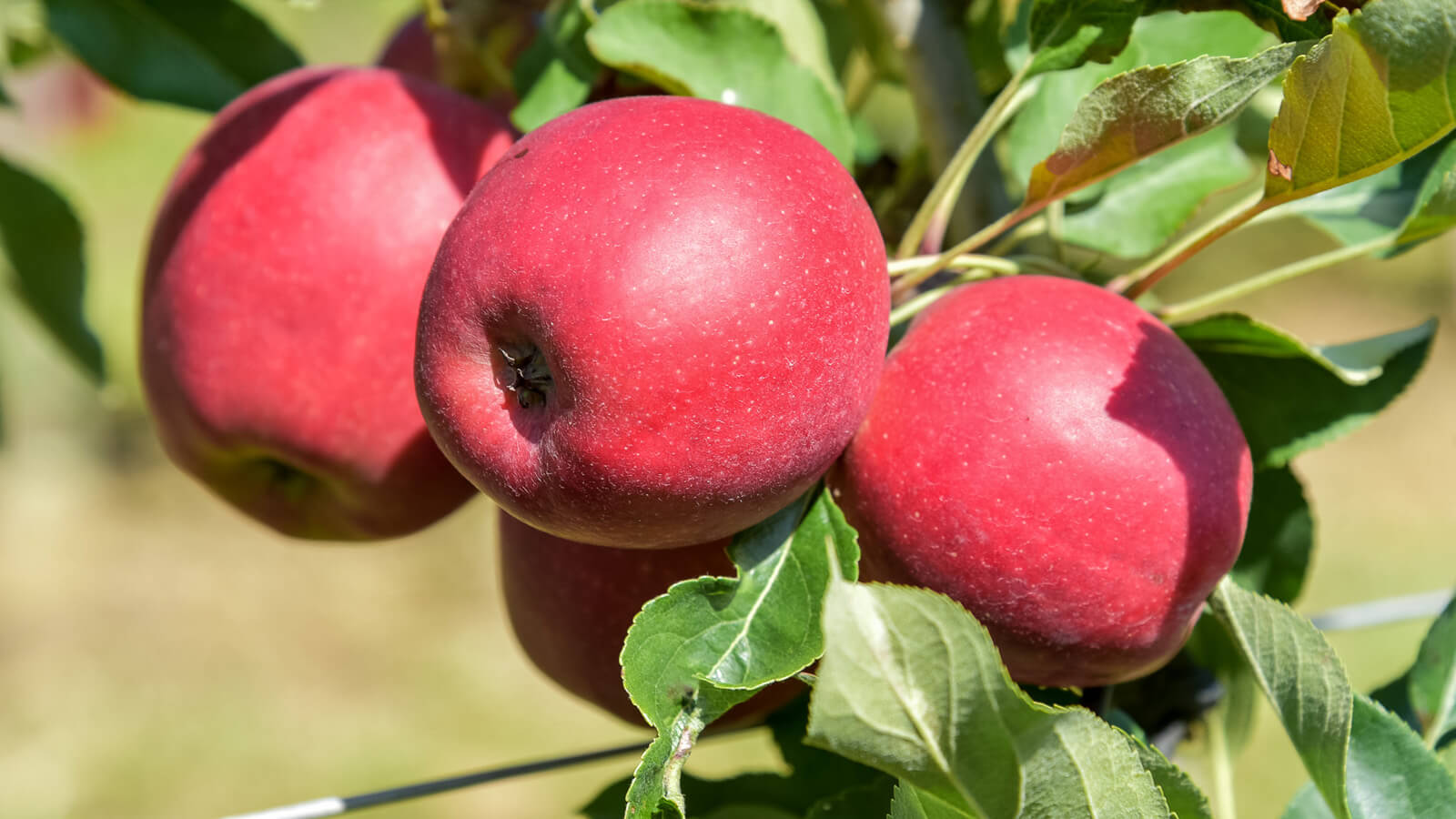 Apfel ist Vitaminkick für die Gesundheit | Blühendes Österreich