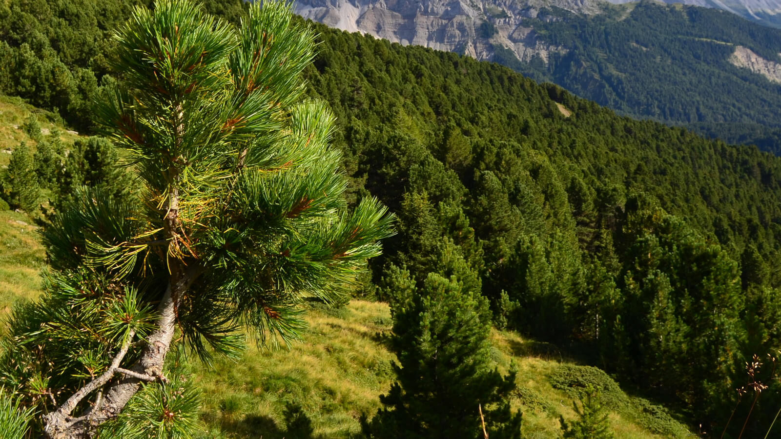 Wirkung der Zirbe Lang lebe die Königin der Alpen