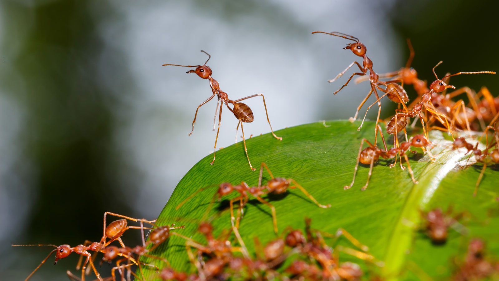 Einer für alle: die faszinierende Schwarmintelligenz der Ameisen ...