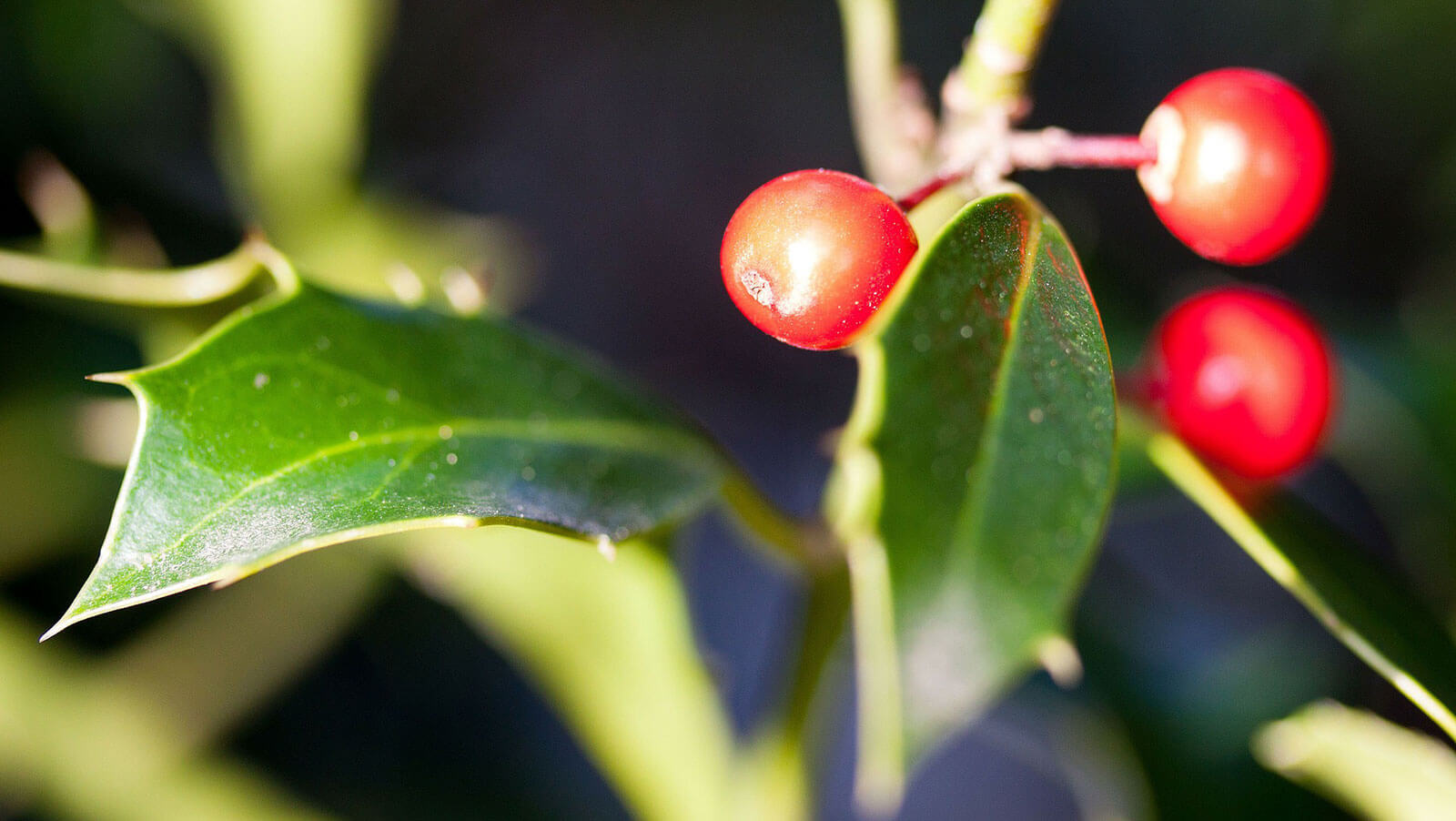 7 immergrüne Pflanzen für deinen Garten im Winter | Blühendes Österreich