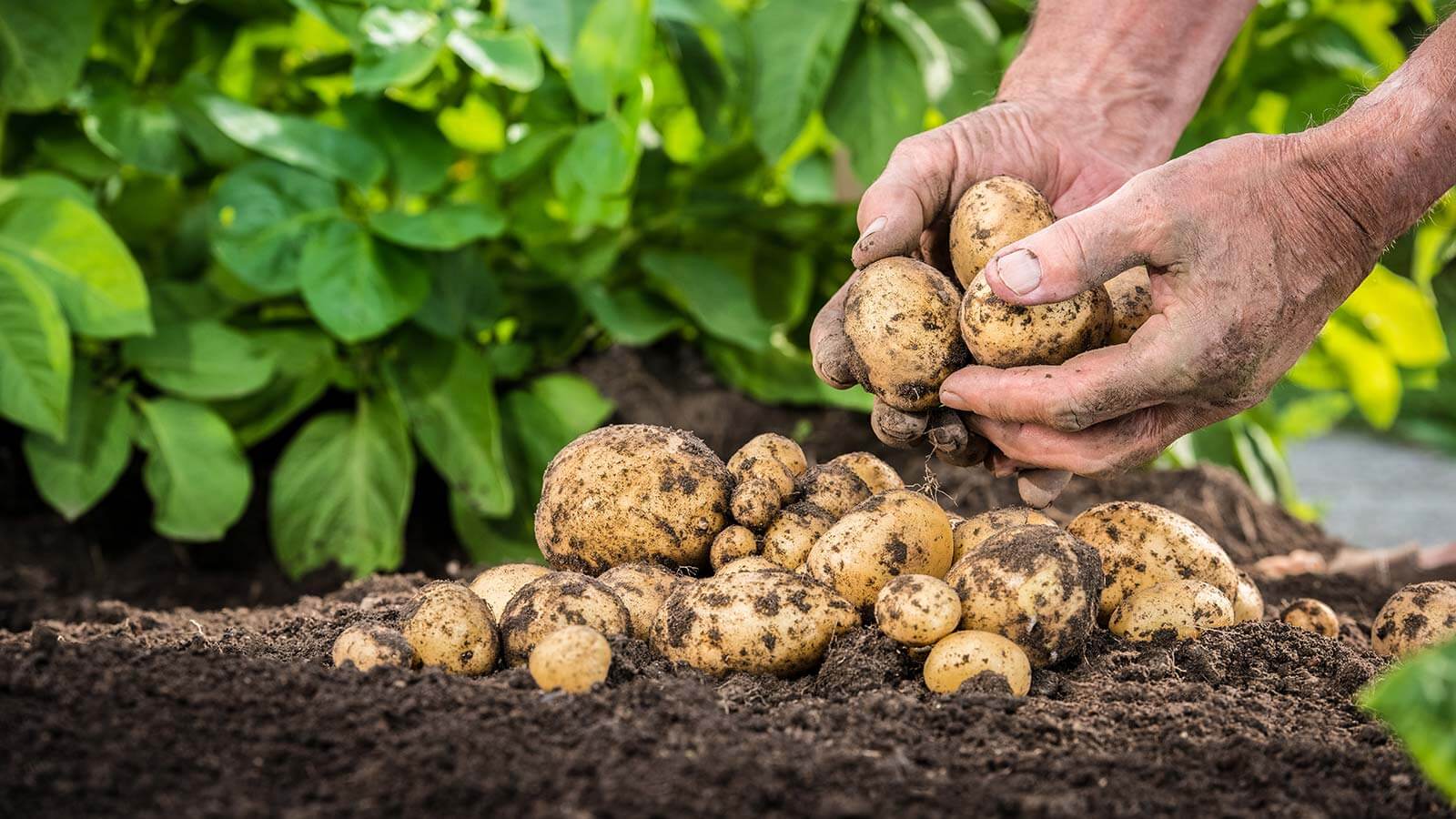 Aufgetischt: 10 kuriose Kartoffelfakten | Blühendes Österreich