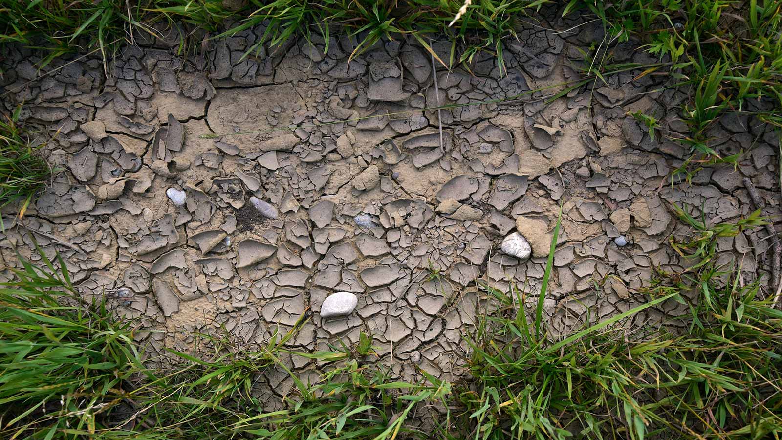 8 Tipps bei Trockenheit und Wassermangel im Garten Blühendes Österreich