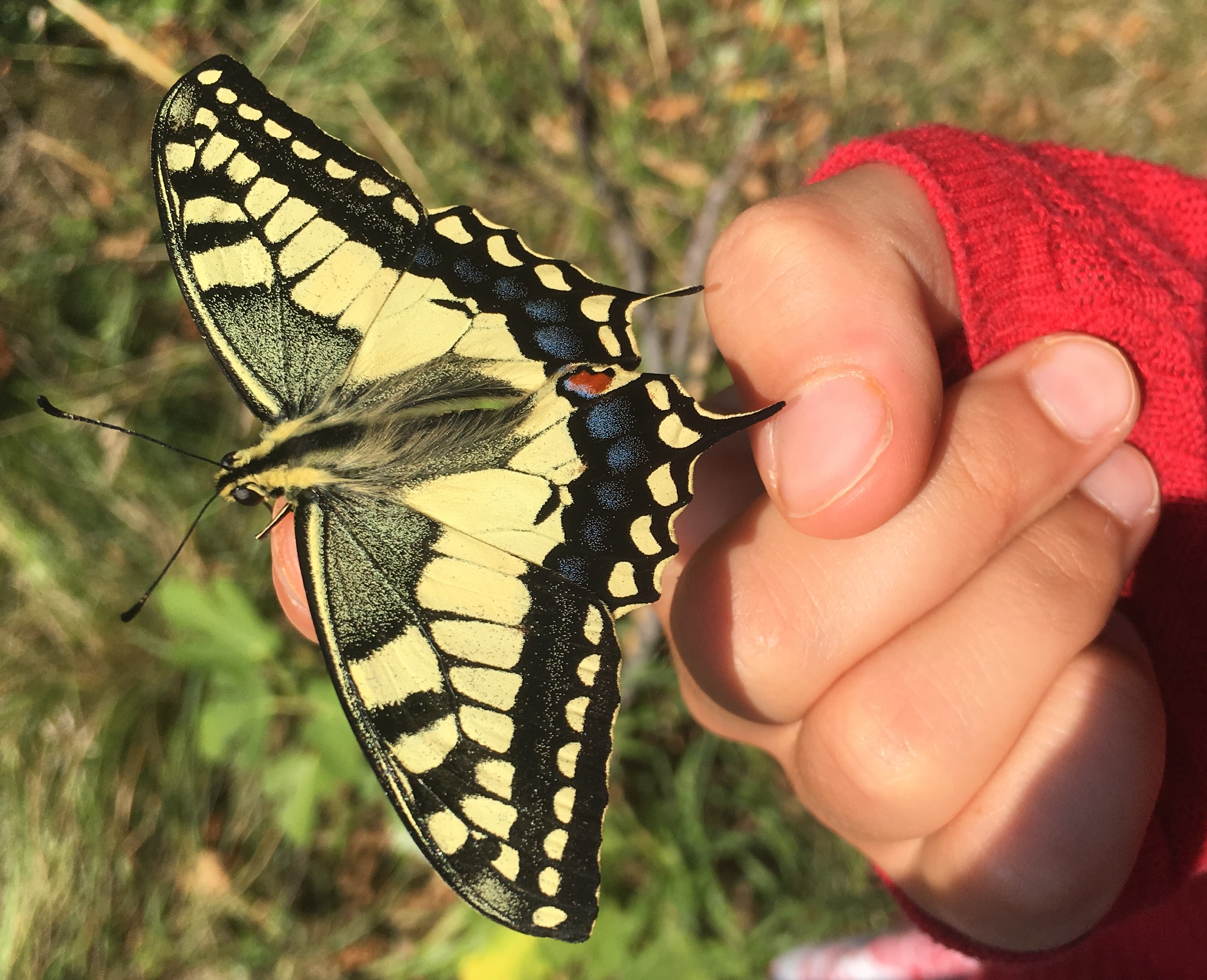 Wiener Umweltanwaltschaft Blühendes Österreich