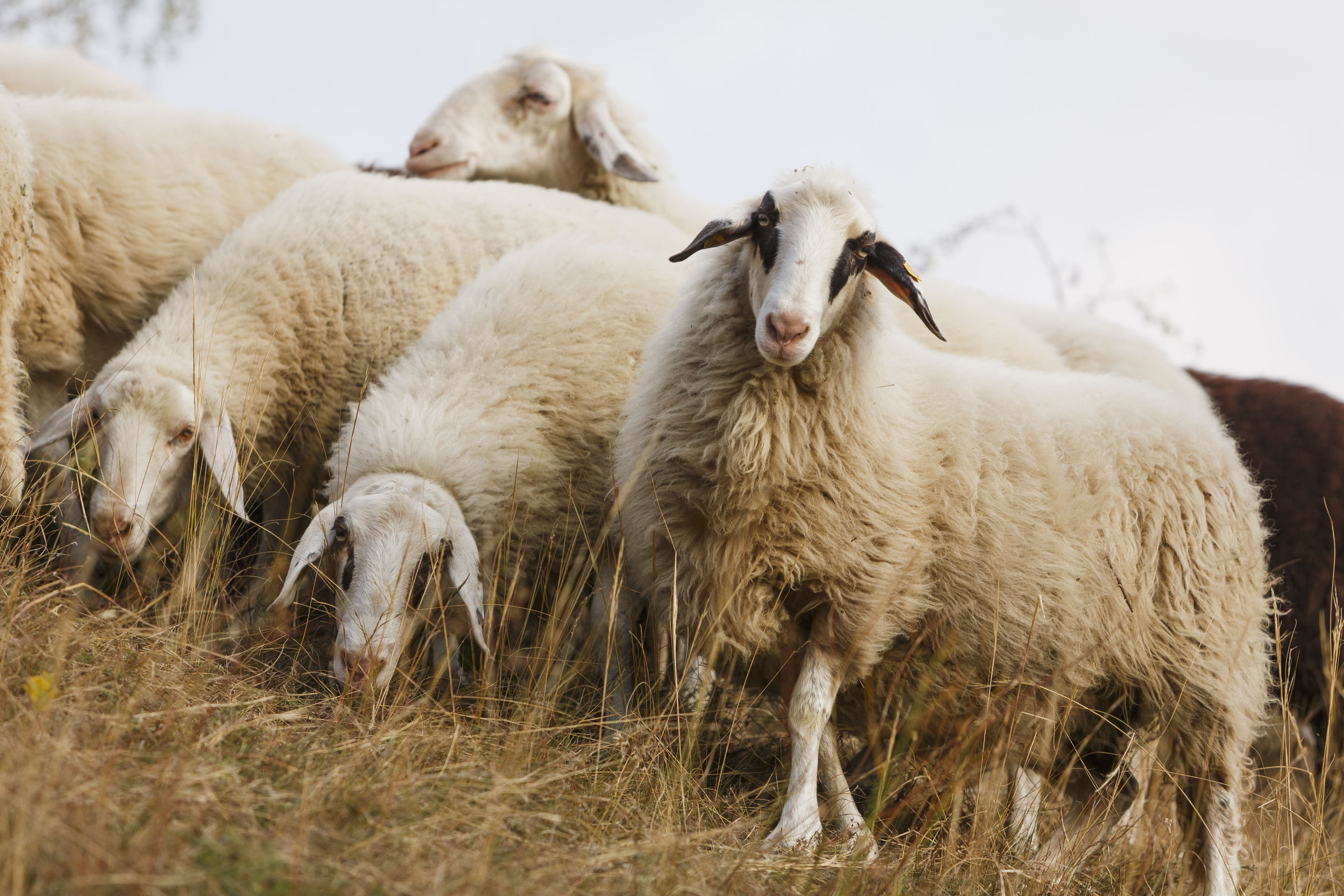 FLORA Region Hundsheimer Berge, Niederösterreich Blühendes Österreich