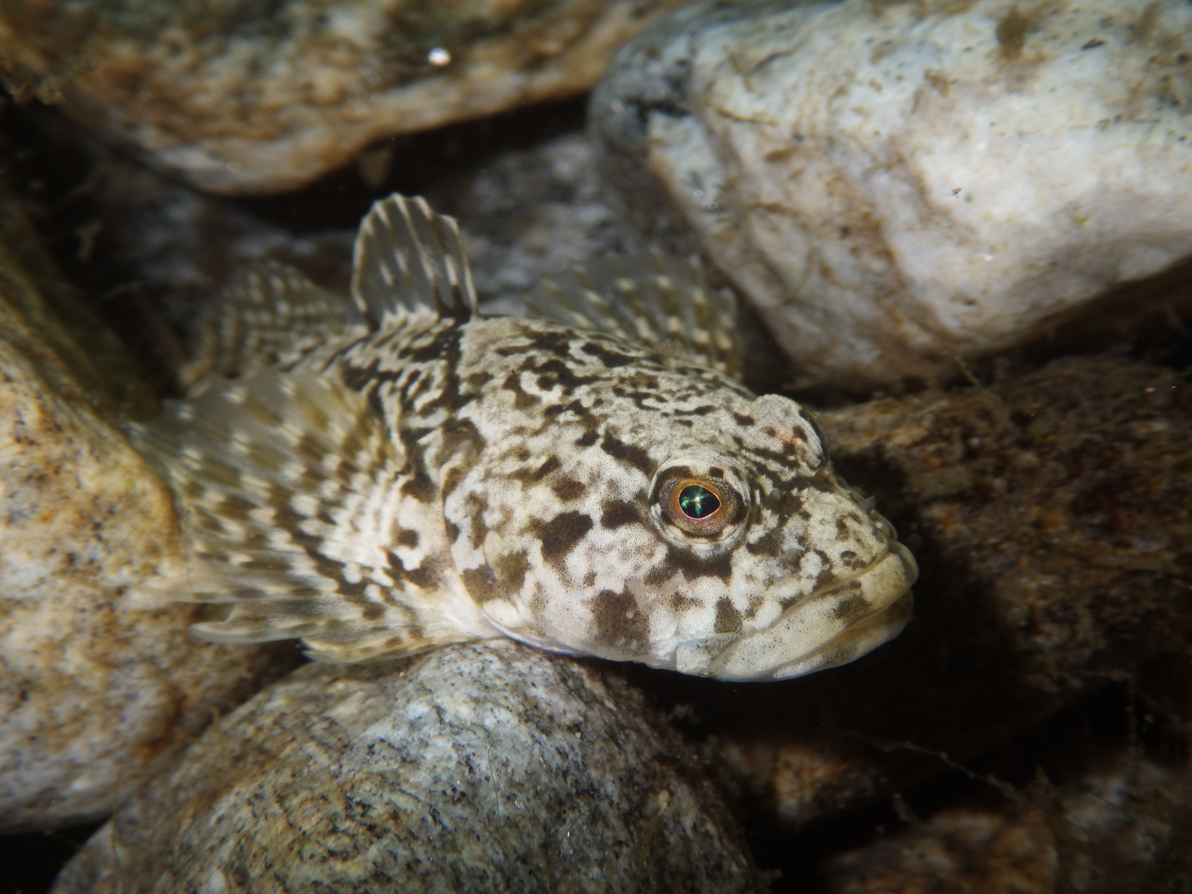 Koppe Blühendes Österreich