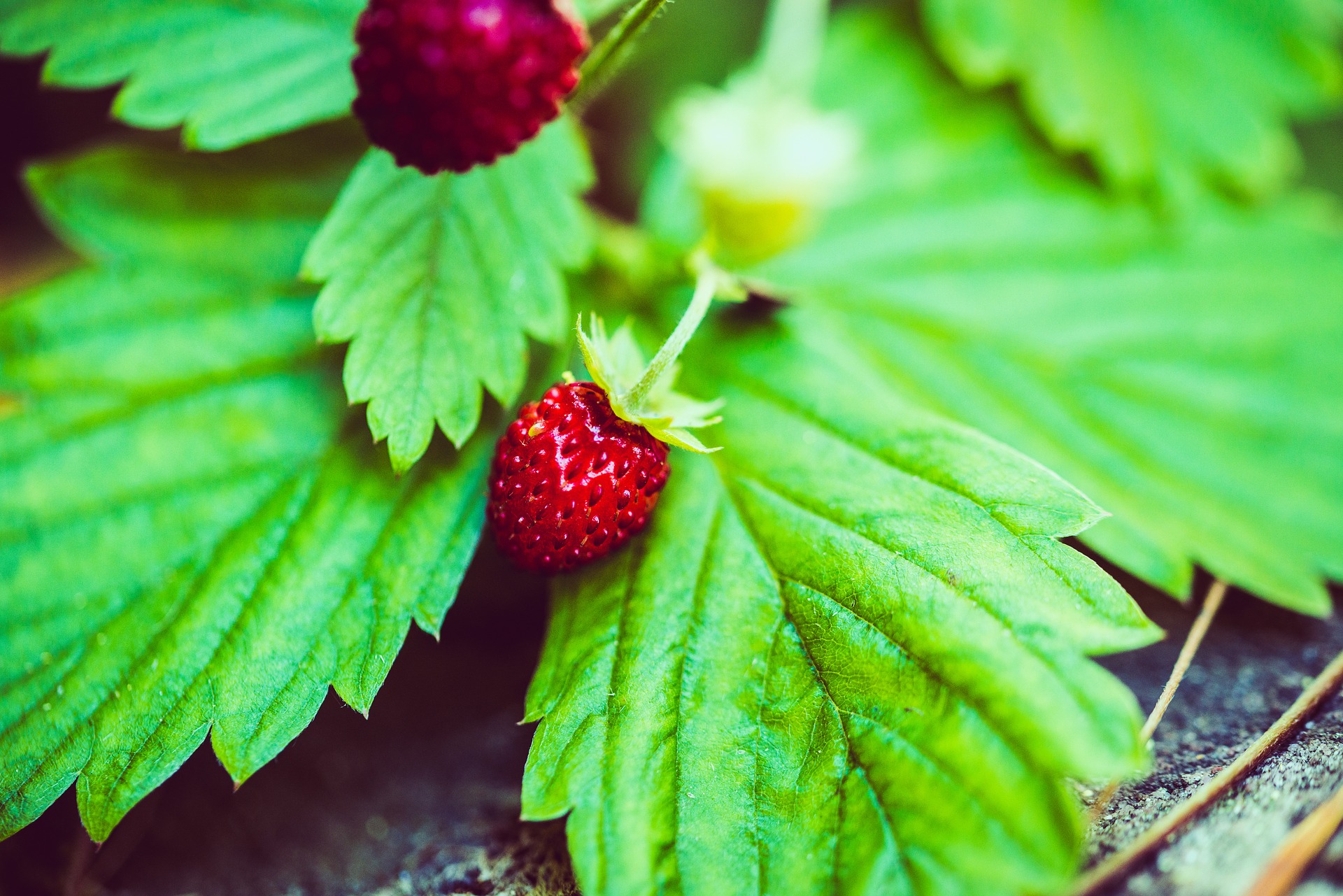 10 heimische essbare Beeren in Wiese, Wald und auf der Heide