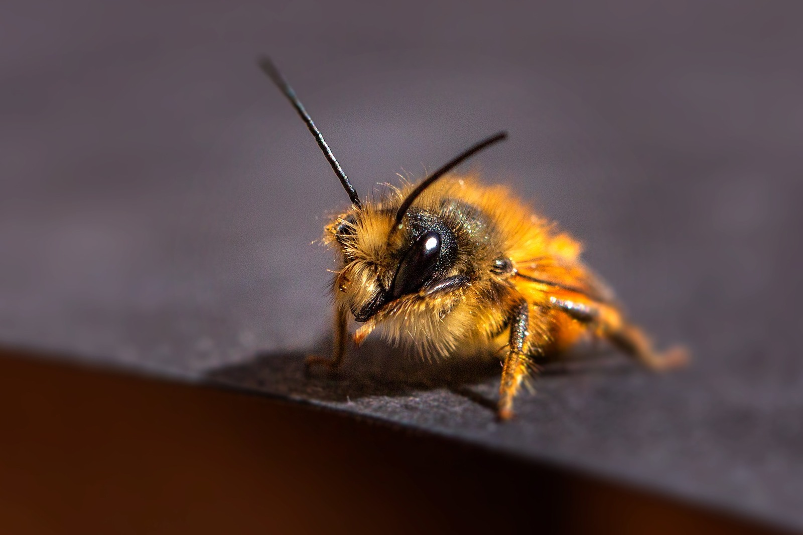 Wildbienen Biene Majas Schutzenswerte Schwestern Bluhendes Osterreich
