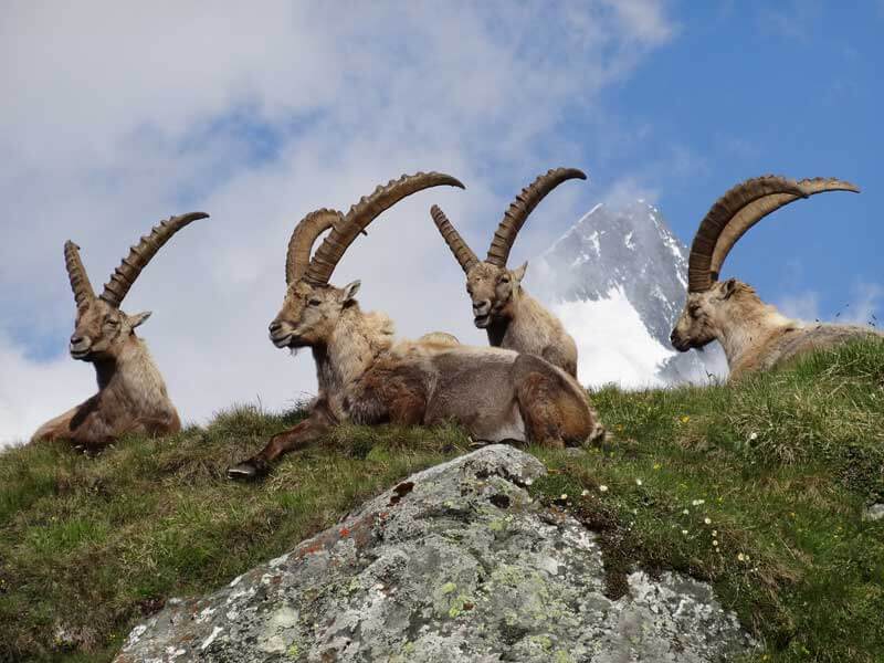 Wie flirtet steinbock mann