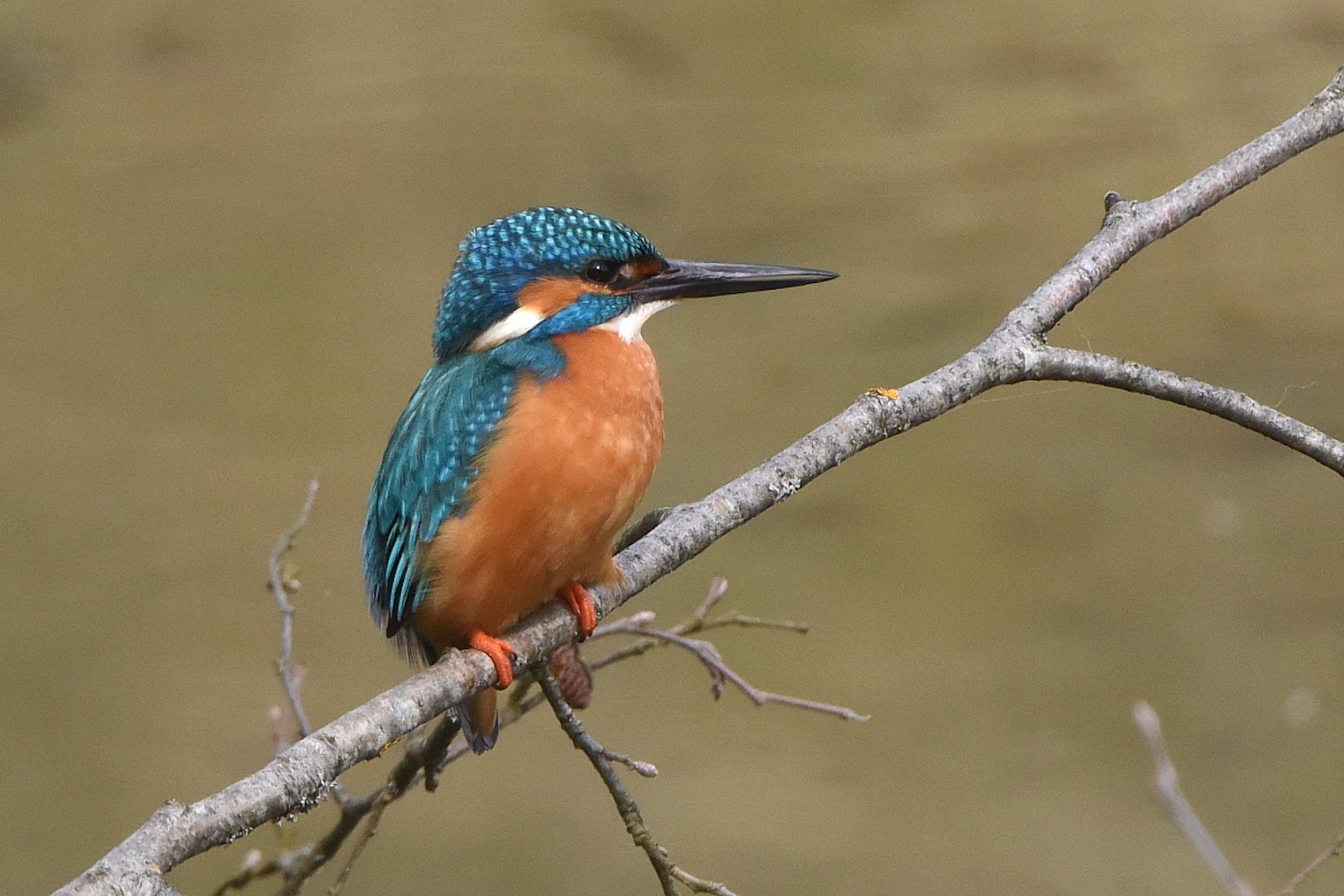 Der Eisvogel Ein Wahlerischer Exot Bluhendes Osterreich