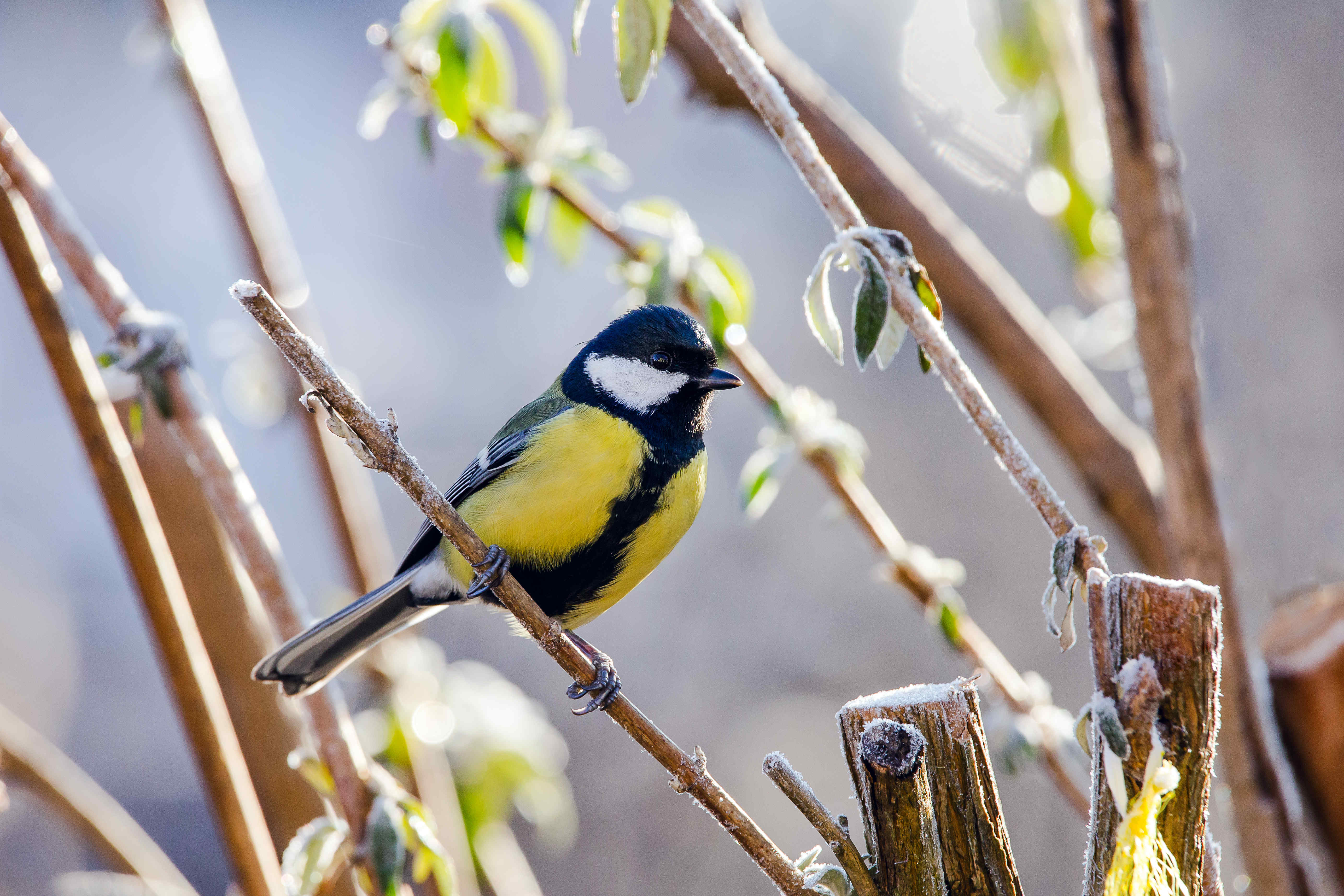 Vogelzahlung 2020 So Wenig Vogel Am Futterhaus Wie Nie Bluhendes Osterreich