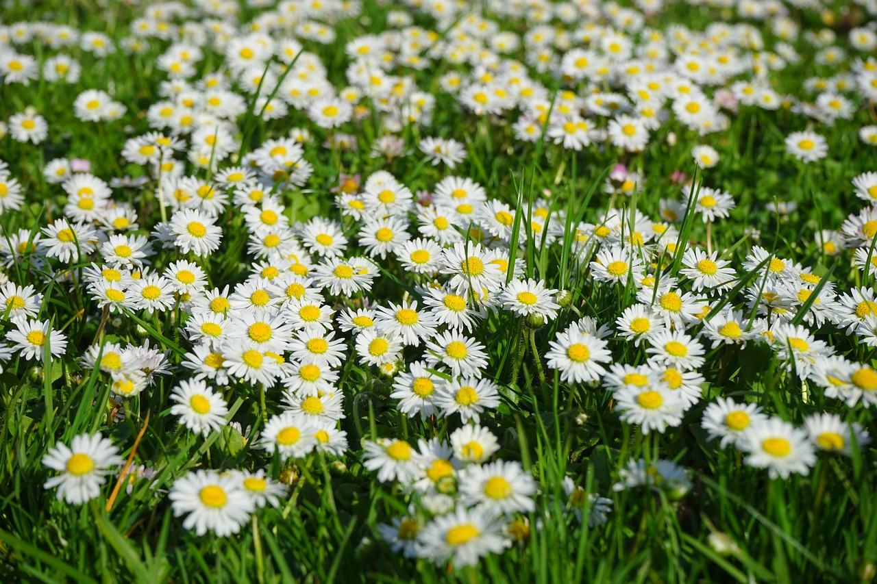 Gänseblümchen | Blühendes Österreich