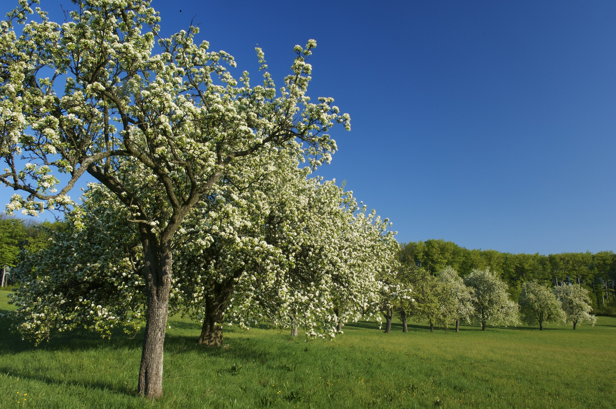 ONLINE-Exkursion ins ArtenReich Streuobstwiese | Österreichische