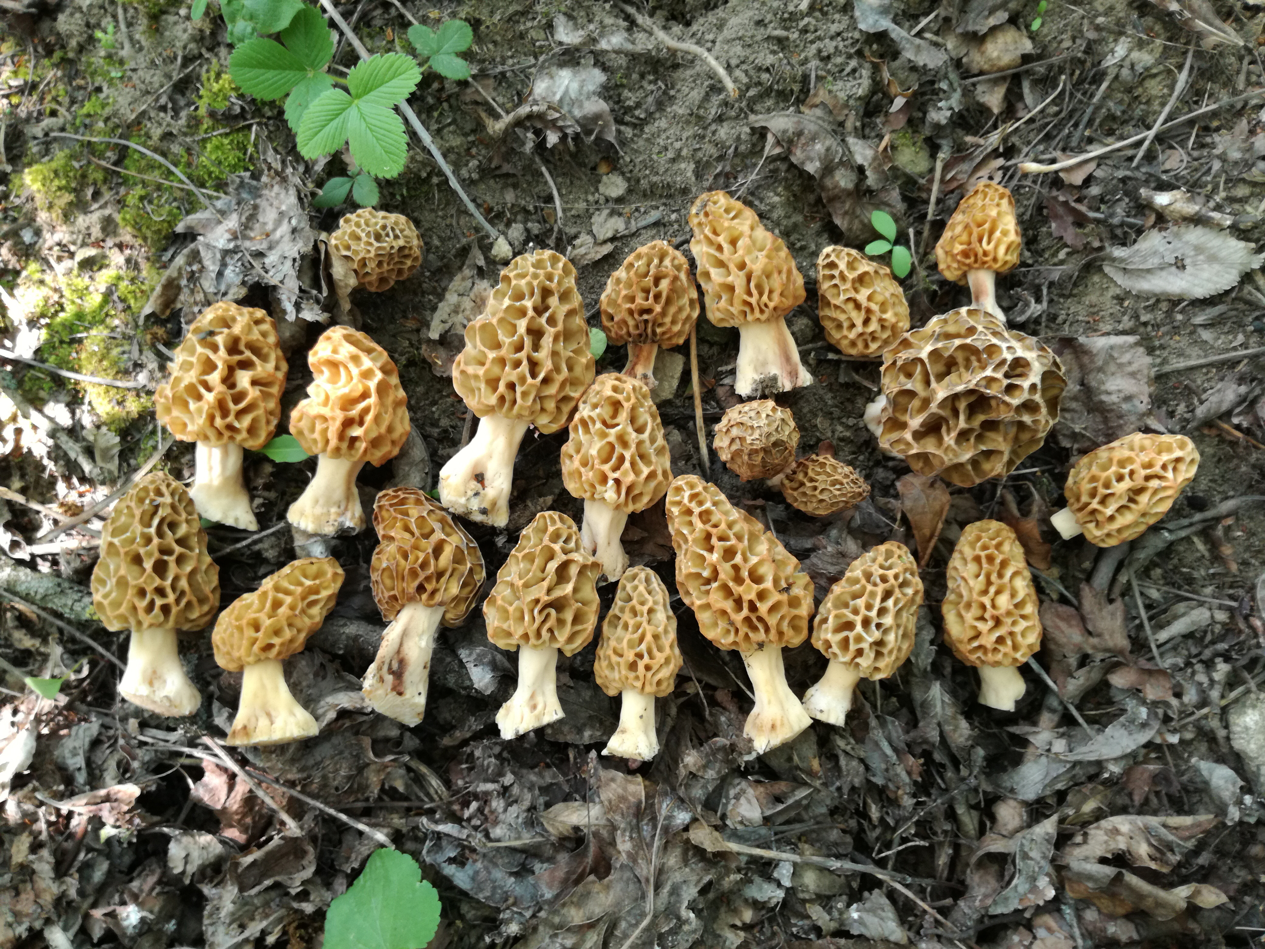 Speise Morchel Bluhendes Osterreich