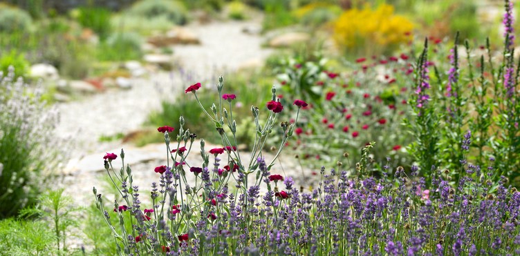 Kiesparadies statt Schotterwüste Webinar Natur im Garten
