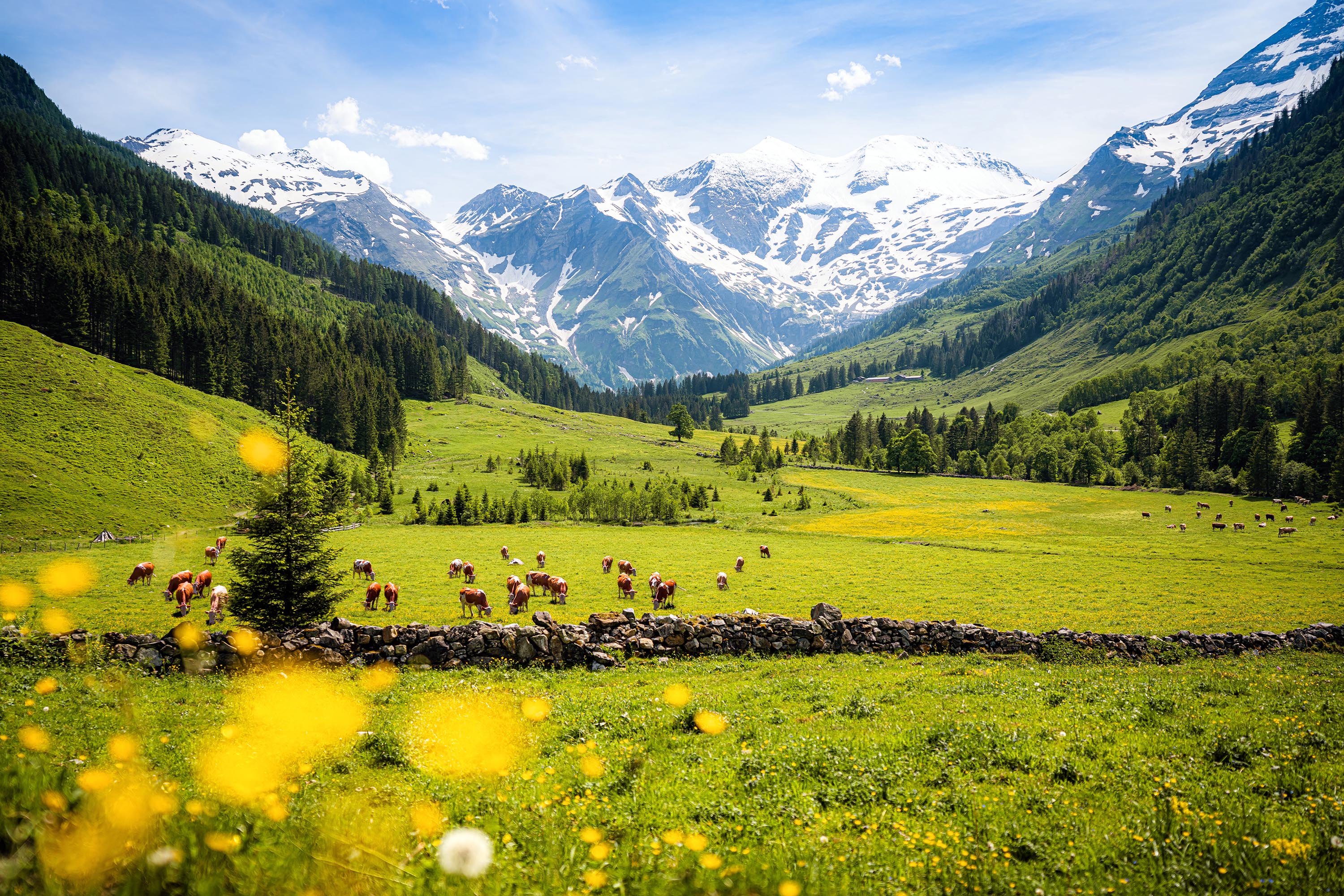 Sommer Die 10 Sch nsten Ausflugsziele In Der Natur Bl hendes sterreich sommer-die-10-sch-nsten-ausflugsziele-in-der-natur-bl-hendes-sterreich