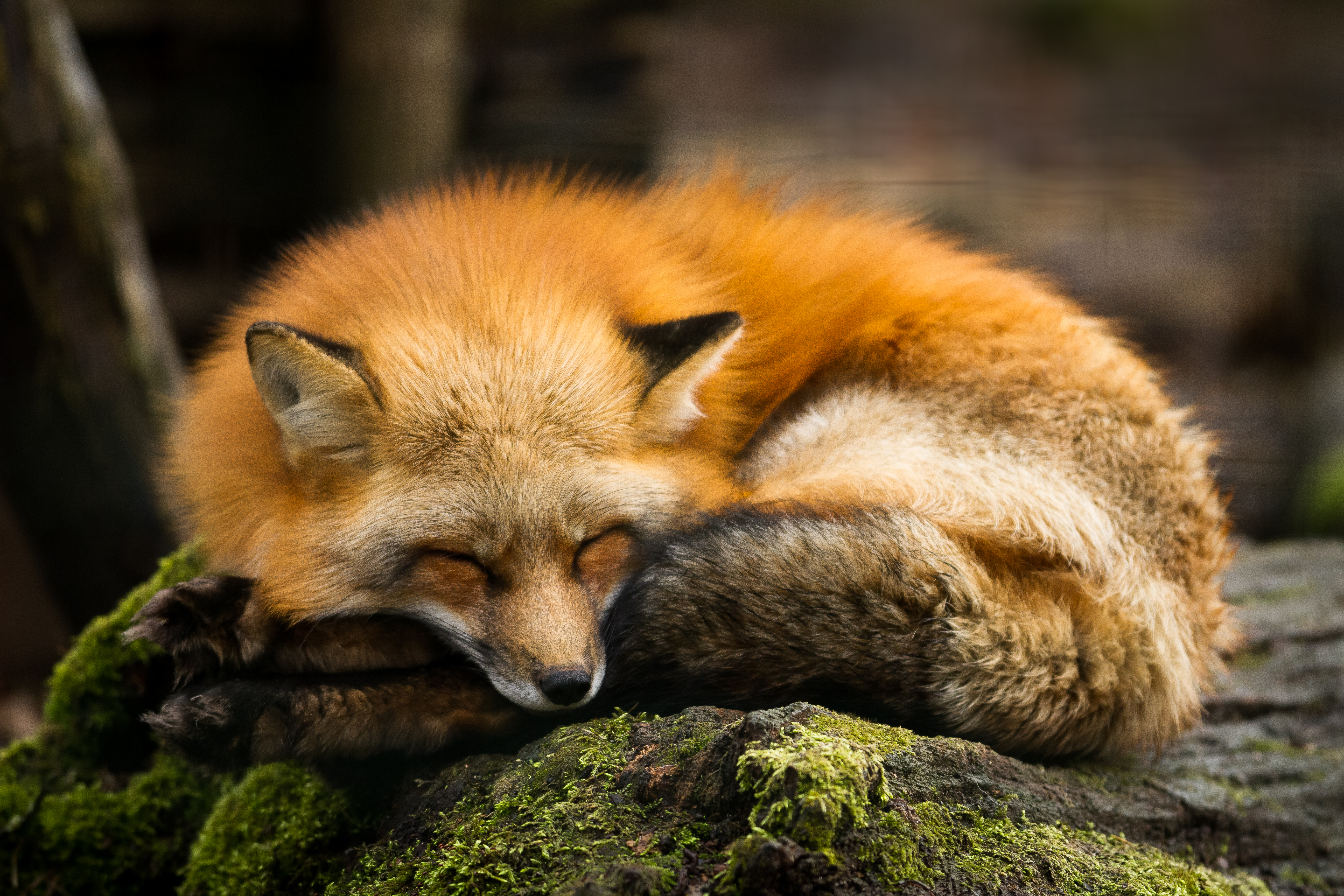 Рыжая лиса во сне. Ред Фокс лиса. Красивая лиса. Милые лисята.