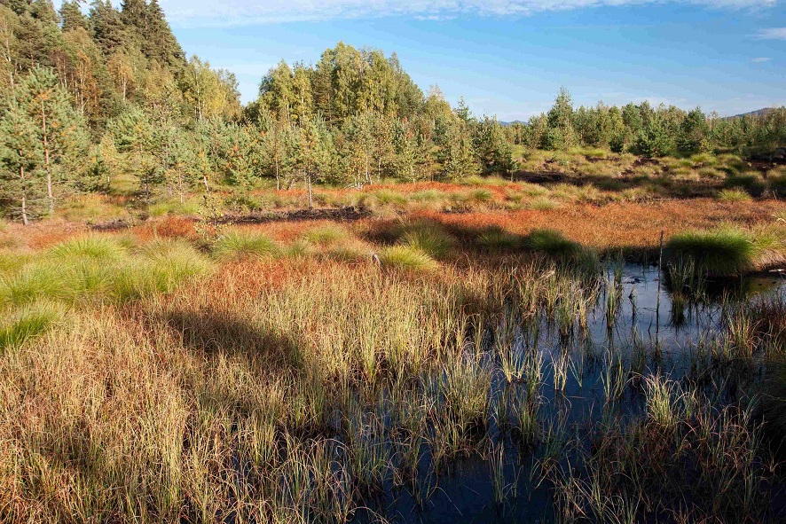 Vereinsreise Bayerischer Wald & Böhmerwald Naturschutzbund Niederösterreich Blühendes