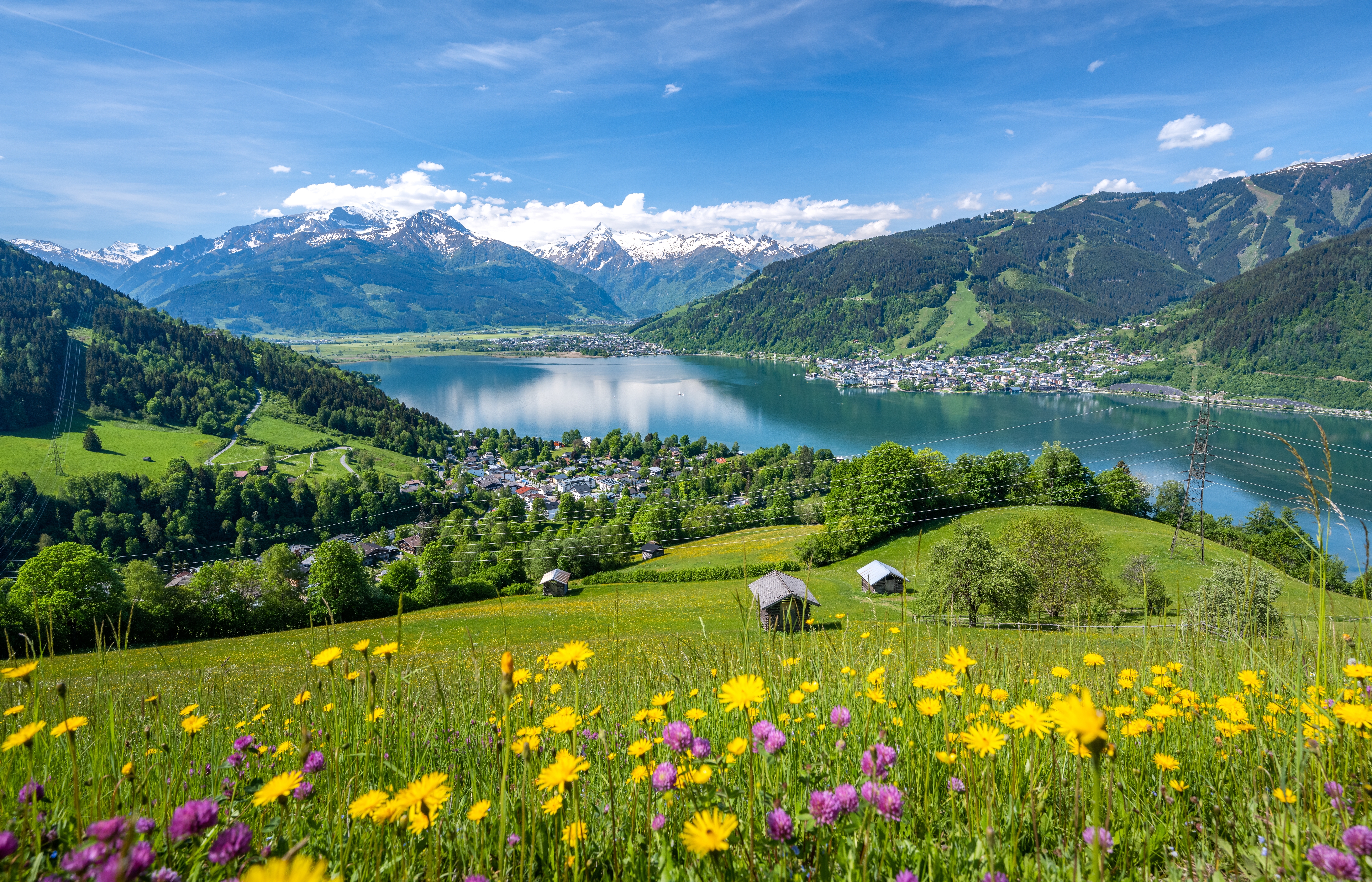 Bergmhder / Bergwiese | Blhendes sterreich