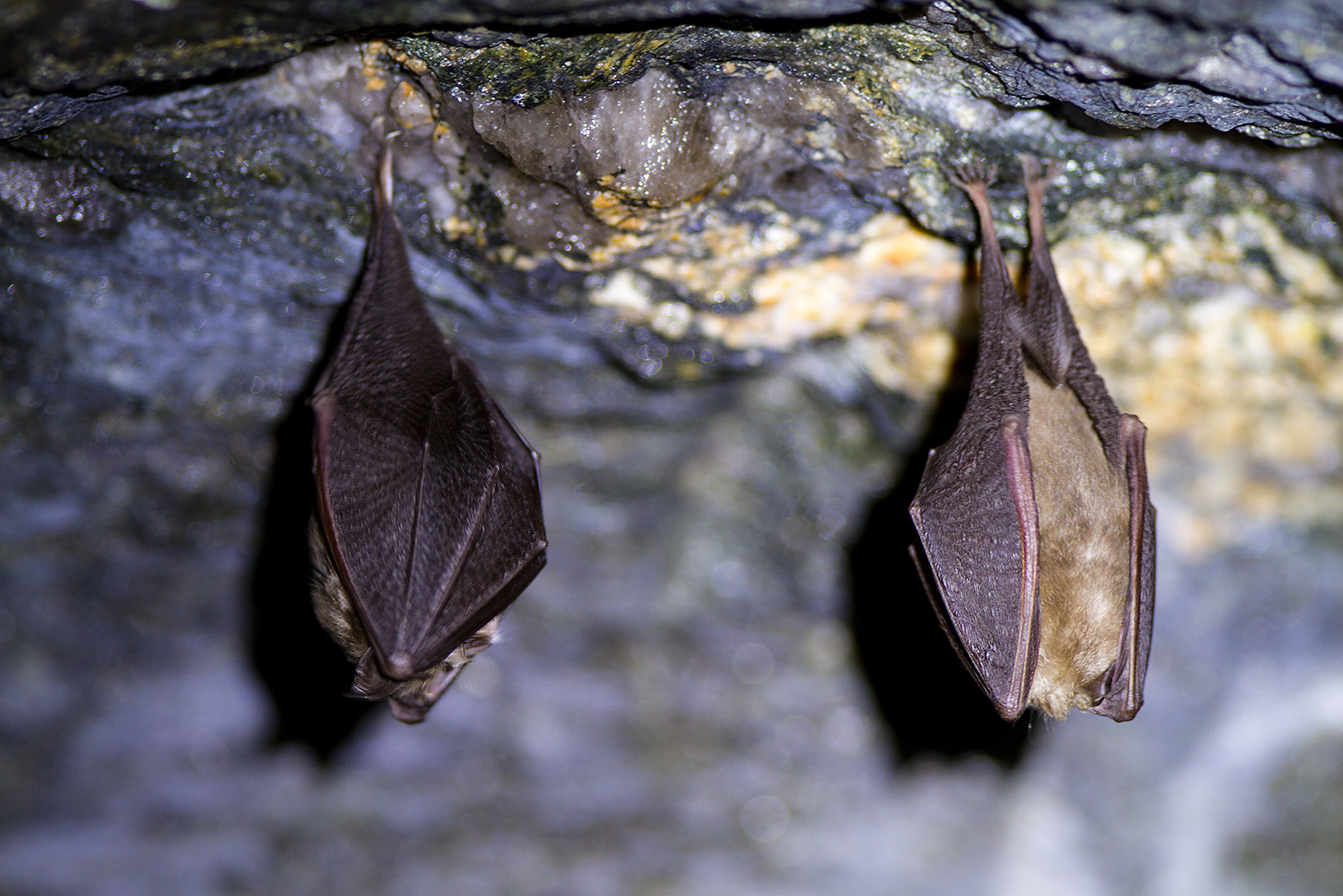 Bat night Nationalpark Thayatal Blühendes Österreich