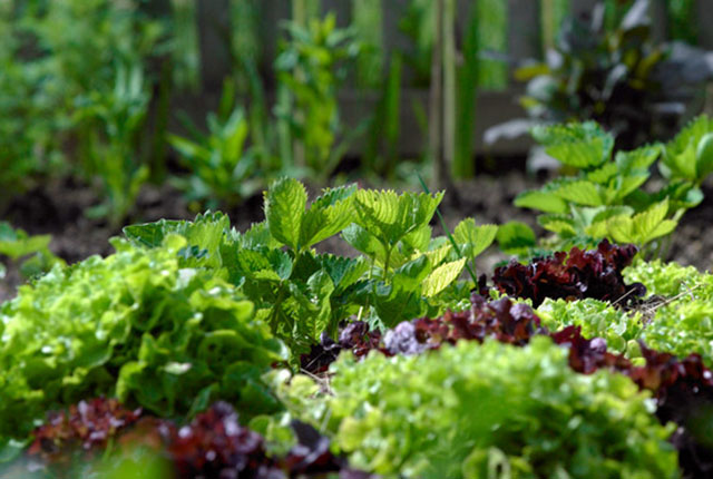 VORTRAG Quer durch den Gemüsegarten Natur im Garten Blühendes