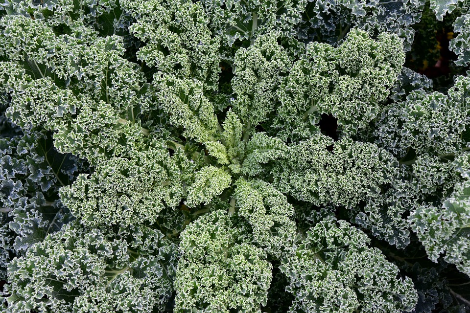 Jetzt ans Wintergemüse denken mit Wolfgang Palme Natur im Garten