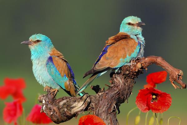 Zehn gefährdete und seltene Vogelarten (c) Michael Tiefenbach