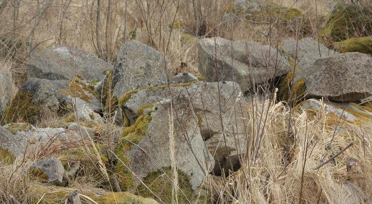 Auf den Waldviertler Granitblöcken wachsen Flechten, Moose und Sträucher und sonnen sich Eidechsen.