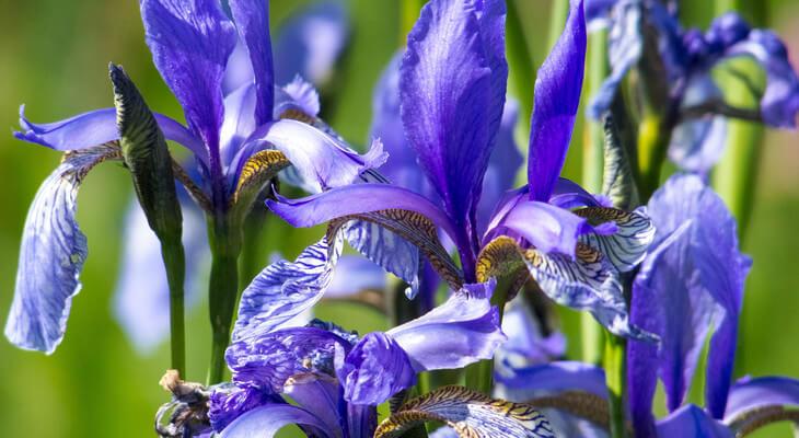 Blüten der Sibirischen Schwertlilie