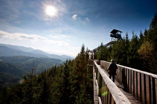 Wipfelwanderweg