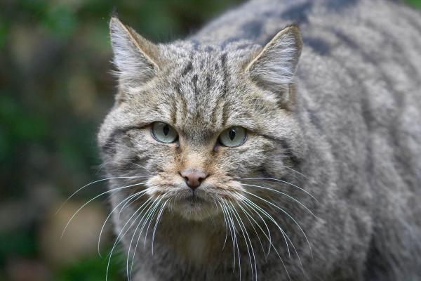 Das Thayatal und seine Wildkatzen