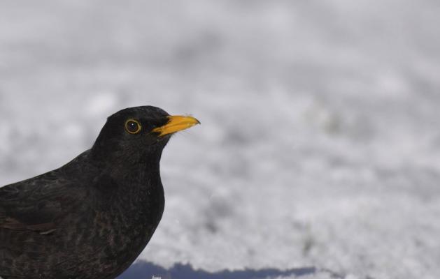 Amsel c BirdLife