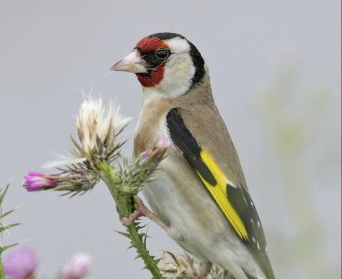 Stieglitz c Michael Dvorak BirdLife © Stieglitz c Michael Dvorak BirdLife Stieglitz c Michael Dvorak BirdLife
