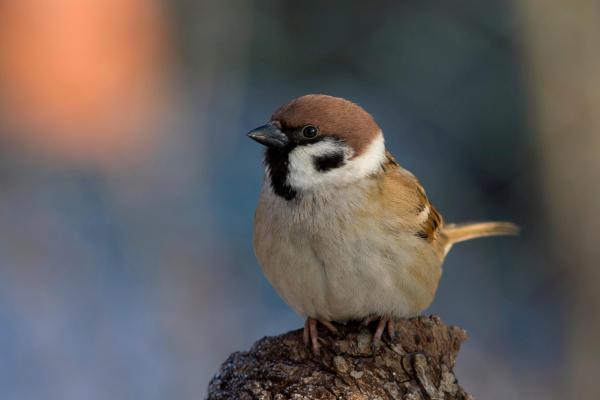 Feldsperling c iStock