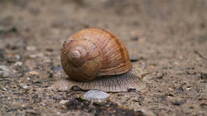 Weinbergschnecke c Nikolaus Szuscich © Weinbergschnecke c Nikolaus Szuscich