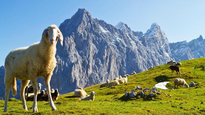 Schafe auf der Almwiese mit Dachsteinmassiv im Hintergrund