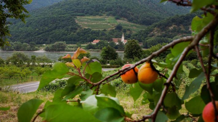 wachauer marille_schwallenbach_c_donau_niederoesterreich_steve haider © c Donau Niederösterreich / Steve Haider