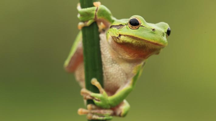 Laubfrosch auf einem Grashalm