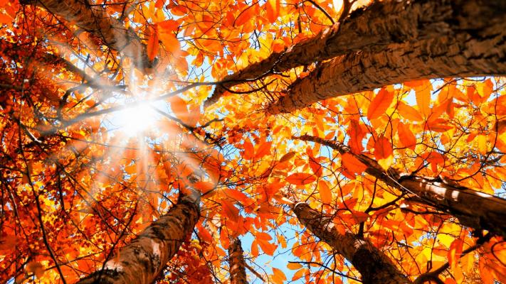 Bäume mit rot-gelb verfärbten Herbstblättern, von unten in die Krone gesehen