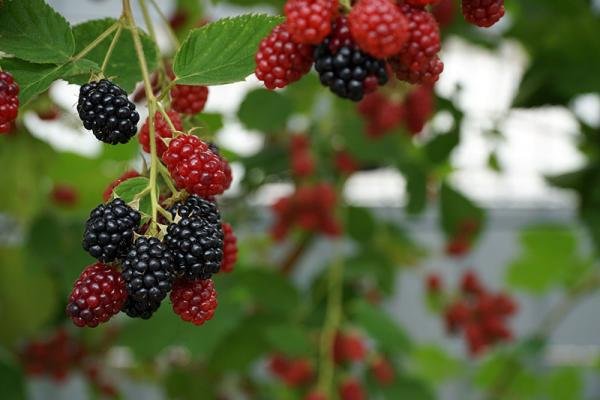 saisongemuese-brombeere © (c) Pixabay Saisongemuese Brombeere