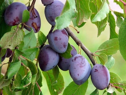 saisongemuese-zwetschke © (c) Pixabay Saisongemuese Zwetschke
