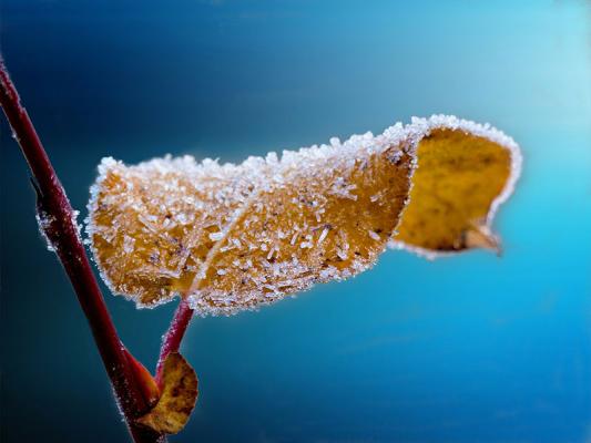 garten-winterfest-frost © (c) pixabay garten winterfest