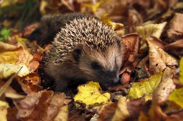 garten-winterfest-igel © (c) Pixabay Garten Winterfest